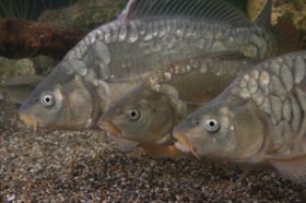 Carpa.jpg